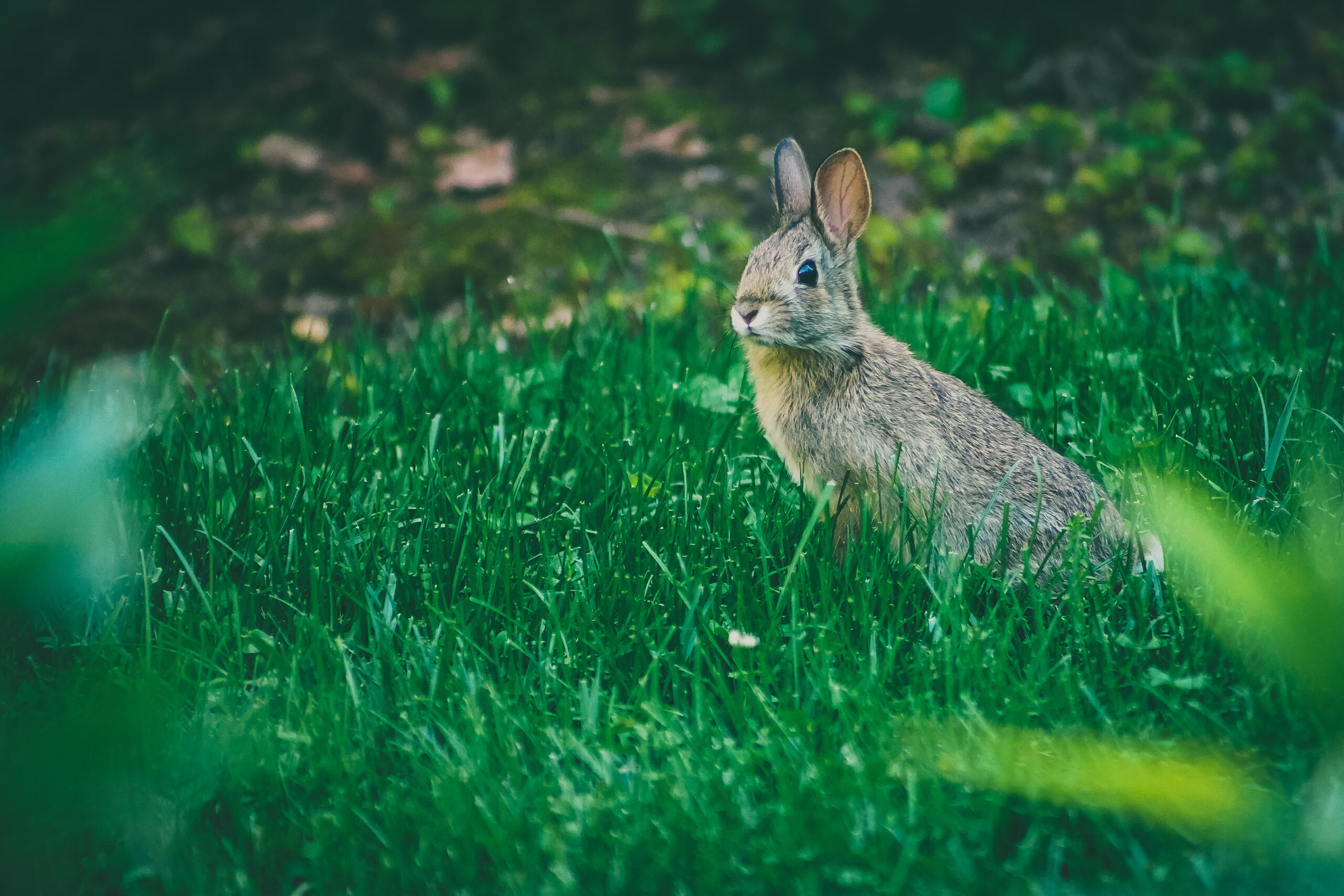 bunny in garden